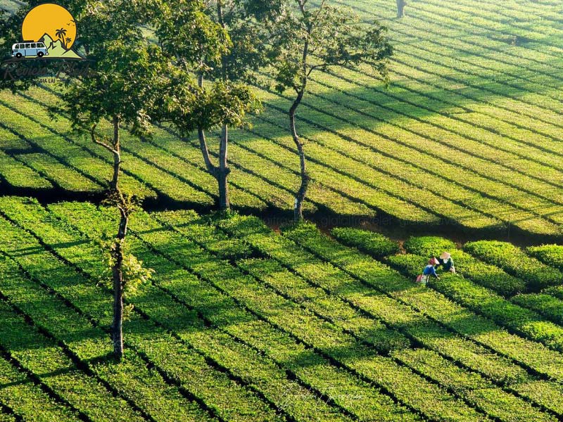 Biển hồ chè ở đâu?