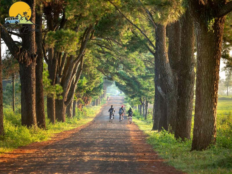 Đường đi Biển Hồ chè Gia Lai