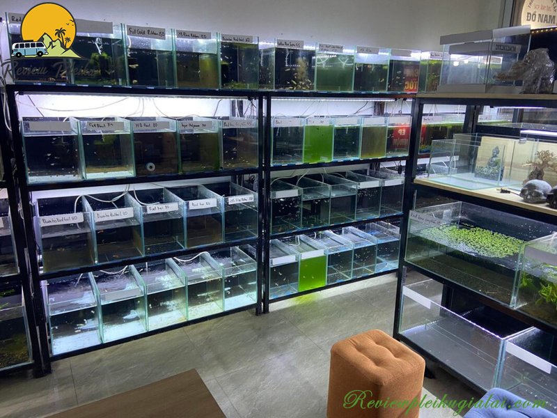 Top 5 địa chỉ cá cảnh Gia Lai