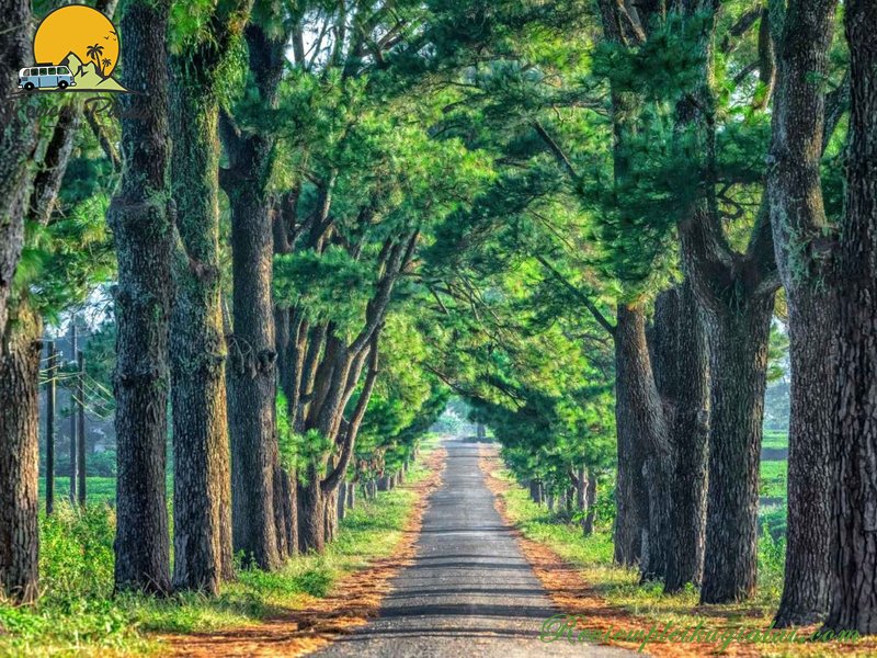 Hàng thông trăm tuổi Măng Đen