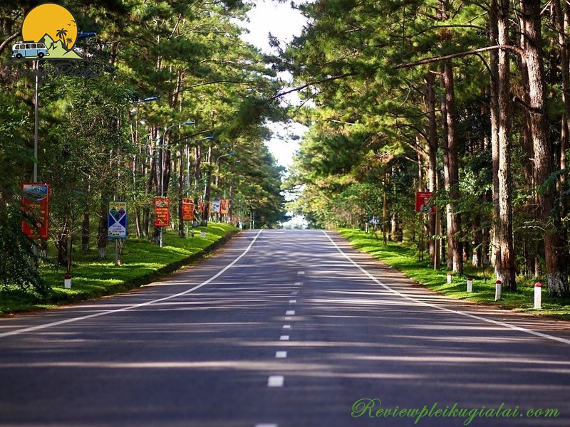 Hàng thông trăm tuổi Măng Đen