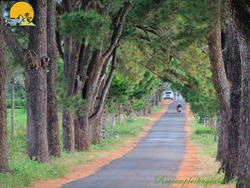 Hàng thông trăm tuổi Măng Đen