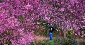 Vườn hoa Mai Anh Đào Măng Đen