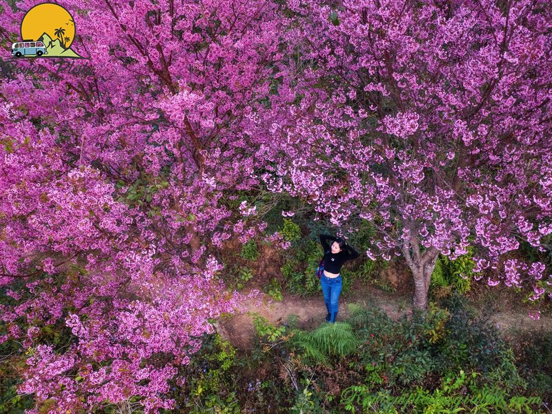 Vườn hoa Mai Anh Đào Măng Đen