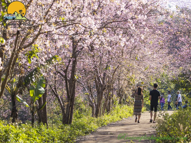 Vườn hoa Mai Anh Đào Măng Đen