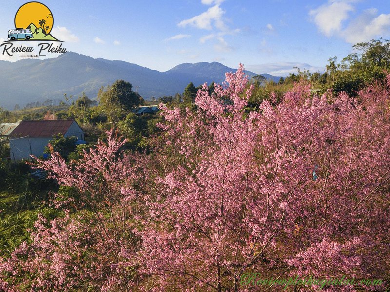 Vườn hoa Mai Anh Đào Măng Đen