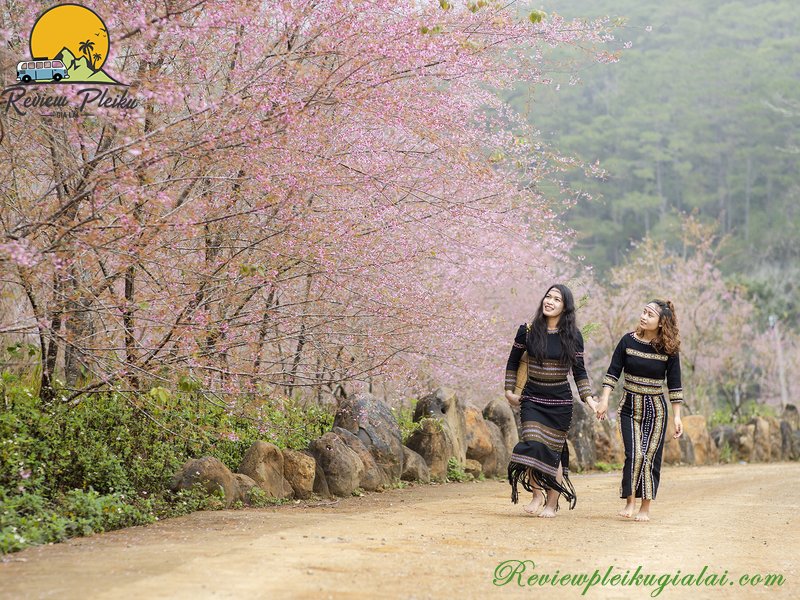 Hình ảnh của vườn hoa Mai Anh Đào Măng Đen