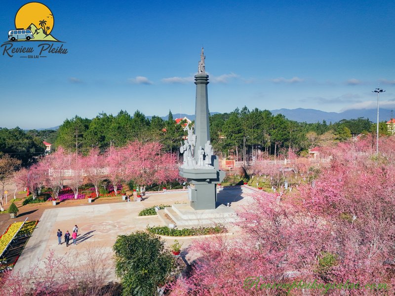 Hình ảnh của vườn hoa Mai Anh Đào Măng Đen