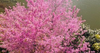 Hình ảnh của vườn hoa Mai Anh Đào Măng Đen đẹp ấn tượng Hình ảnh của vườn hoa Mai Anh Đào Măng Đen