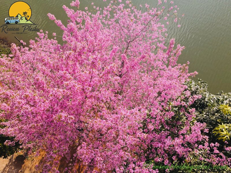 Hình ảnh của vườn hoa Mai Anh Đào Măng Đen