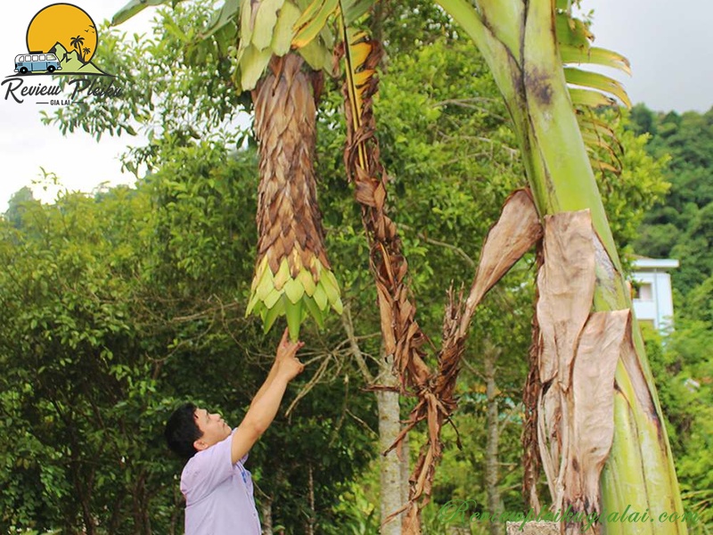 Chuối hột rừng Măng Đen có tác dụng gì?