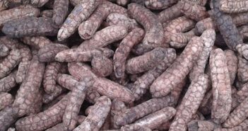 Chuối hột rừng Măng Đen có tác dụng gì?