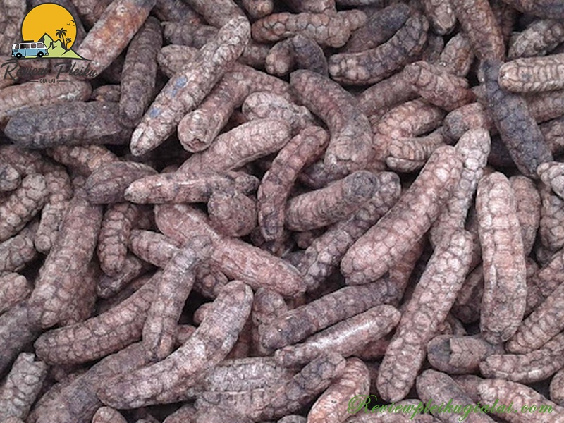 Chuối hột rừng Măng Đen có tác dụng gì?