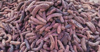 Chuối hột rừng Măng Đen mua ở đâu?