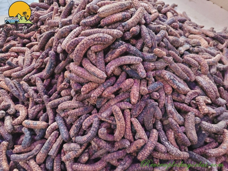 Chuối hột rừng Măng Đen mua ở đâu?