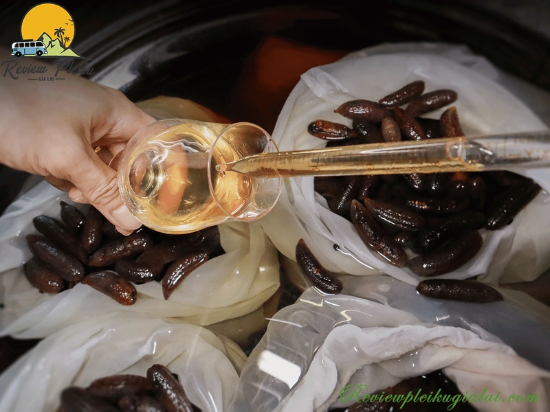 Chuối hột rừng Măng Đen mua ở đâu?