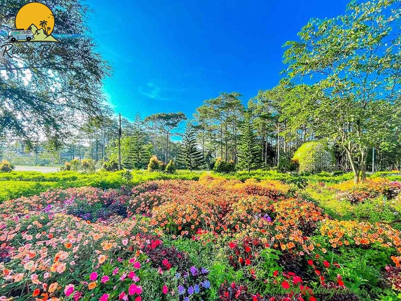 Địa chỉ vườn hoa Măng Đen