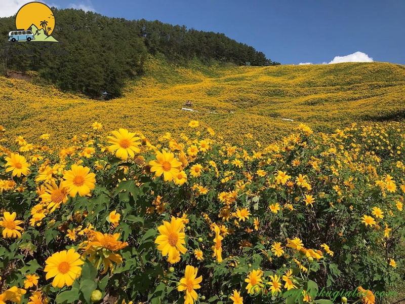 Kinh nghiệm du lịch Măng Đen