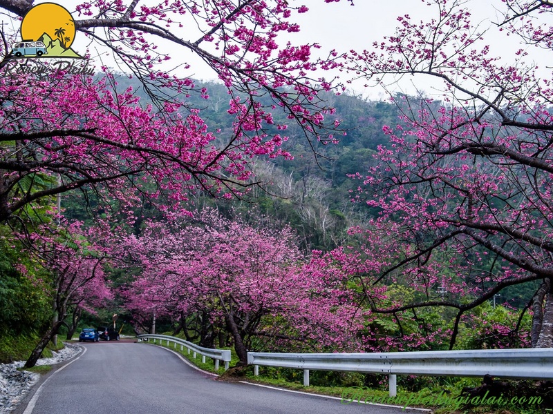 Nên đi Măng Đen lúc nào?