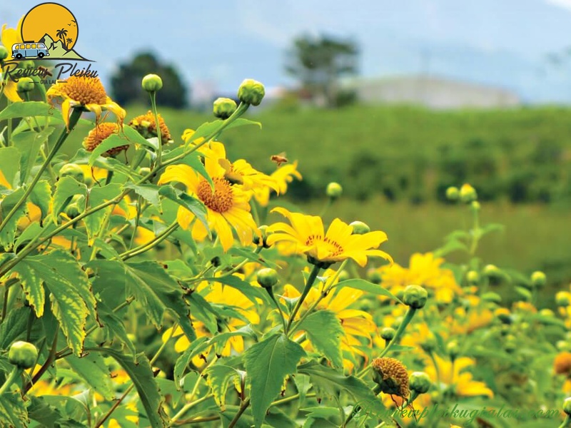 Nên đi Măng Đen lúc nào?