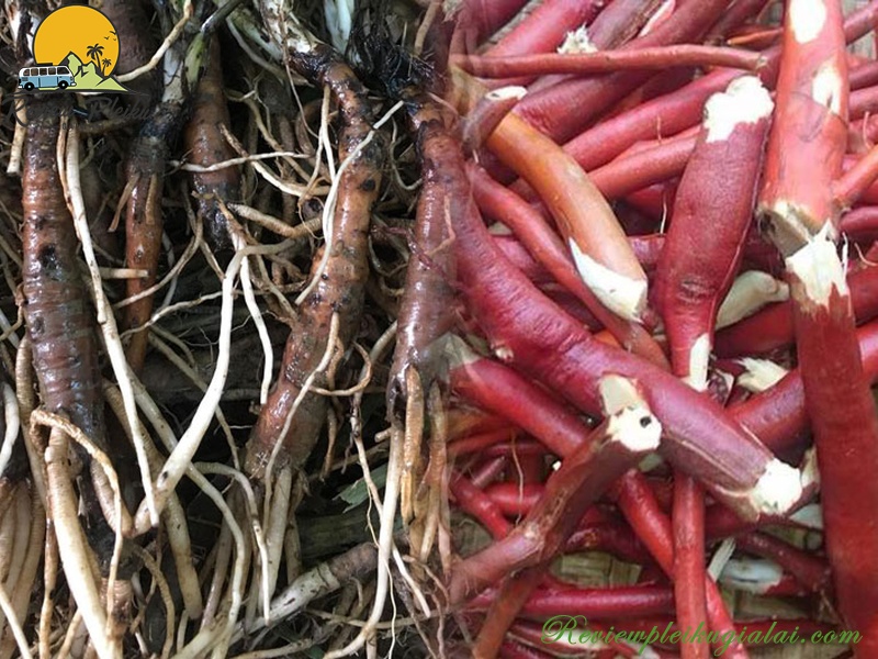 Sâm cau đặc sản Măng Đen có tác dụng gì?