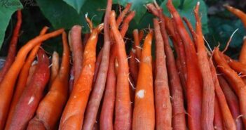 Sâm cau đặc sản Măng Đen có tác dụng gì?