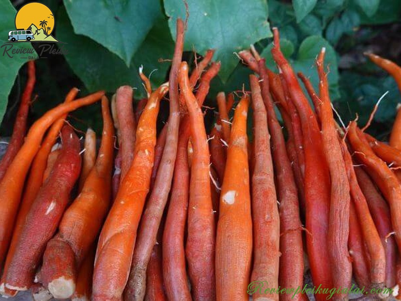 Sâm cau đặc sản Măng Đen có tác dụng gì?