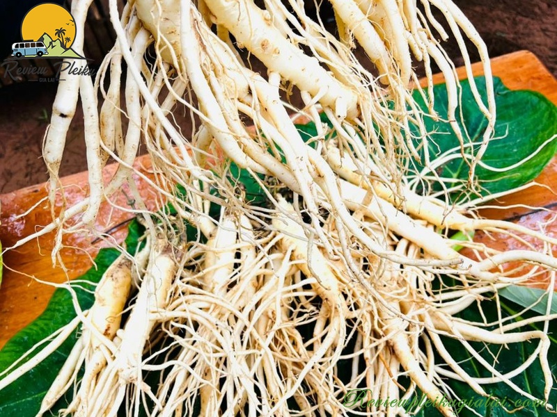 Sâm cau đặc sản Măng Đen có tác dụng gì?