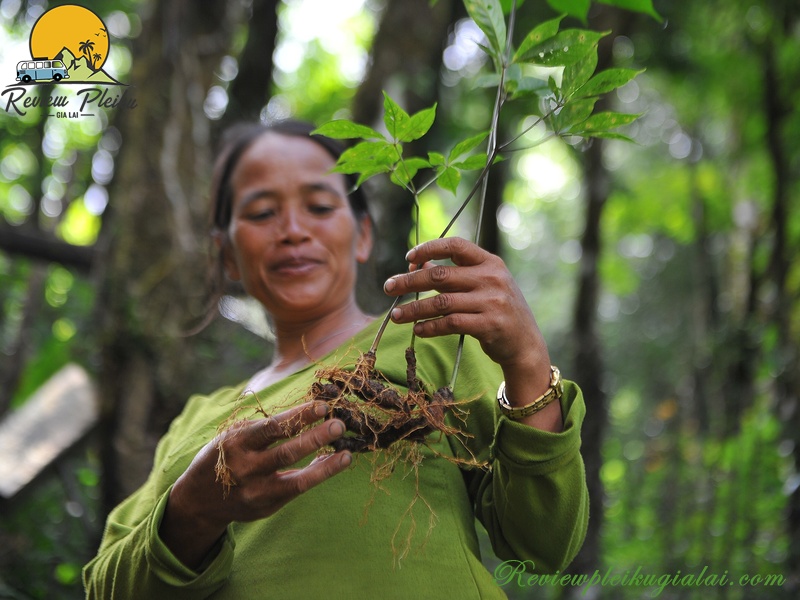 Sâm cau đặc sản Măng Đen có tác dụng gì?