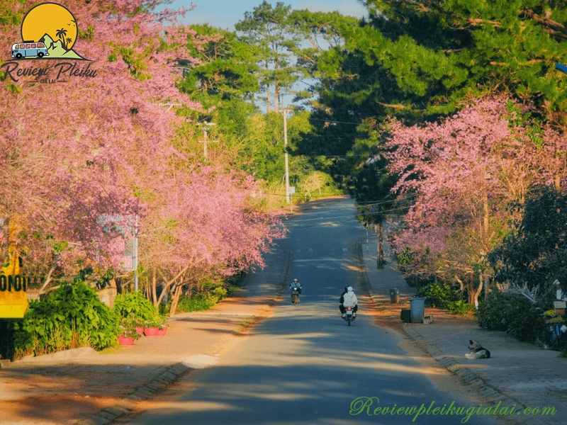 Vườn hoa Măng Đen mùa nào đẹp