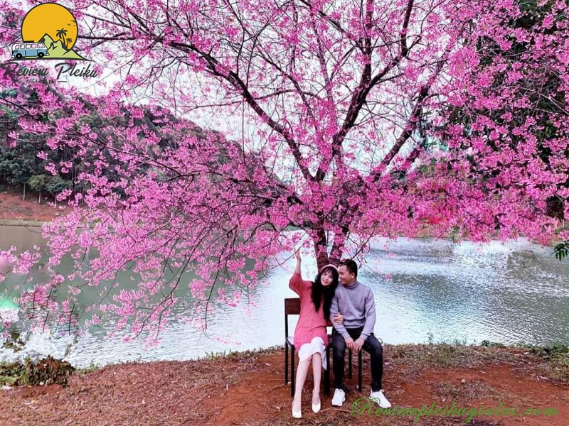 Vườn hoa Măng Đen ở đâu?