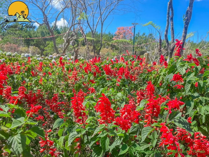 Vườn hoa Măng Đen tháng mấy đẹp?